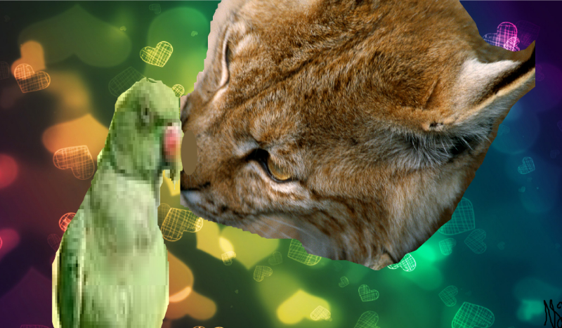 Jakim połączeniem zwierzęcia jesteś?