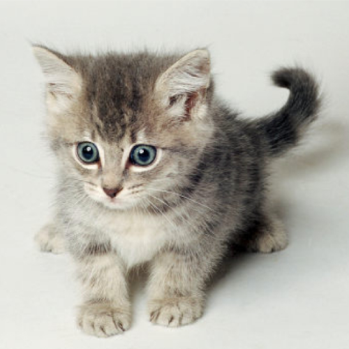 Czekoladowo-Waniliowa784