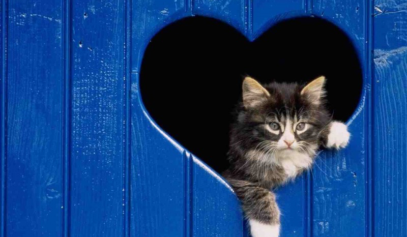 Czy odgadniesz koty?