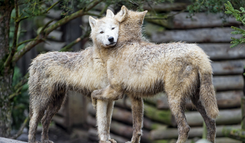 Czy Mógłbyś Zaopiekować Się Wilkiem ?