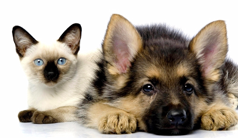 Jesteś kotem czy msem