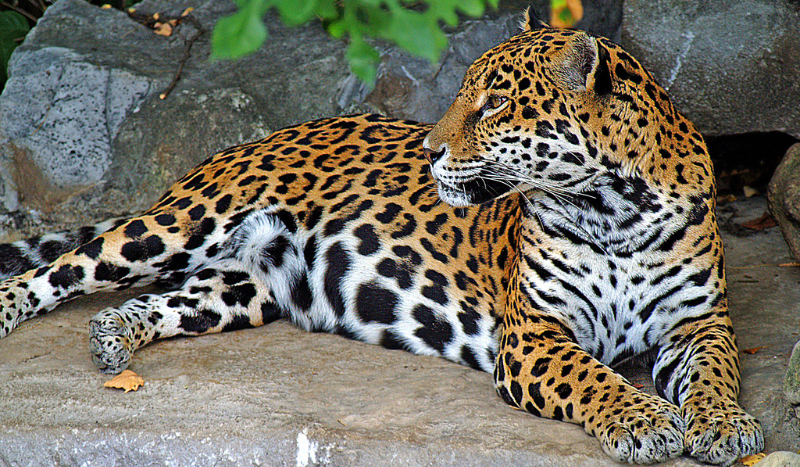 jakom panterom jestes?