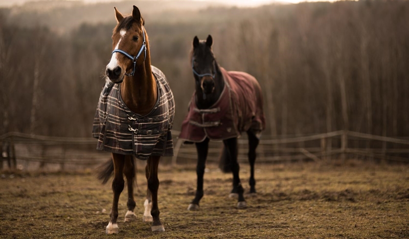 Ile wiesz na temat koni ?