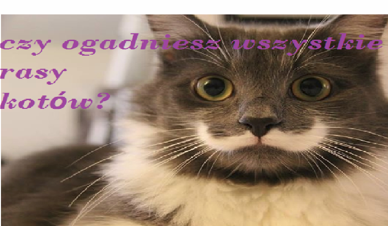 Czy odgadniesz wszystkie rasy kotów?
