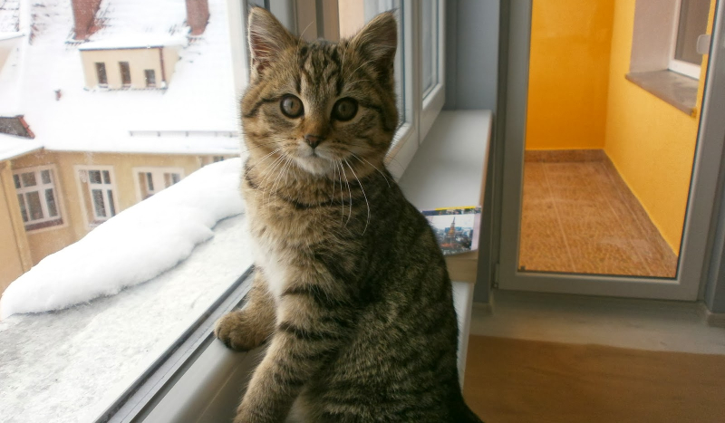 Czy zgadniesz ortografie?