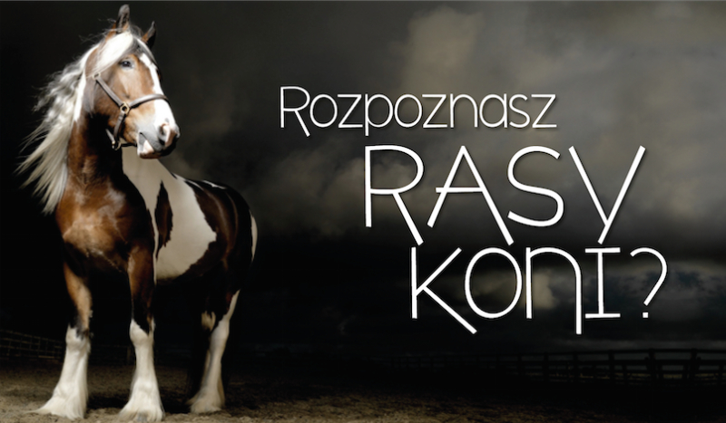 Dopasuj rasy koni do ich obrazków!