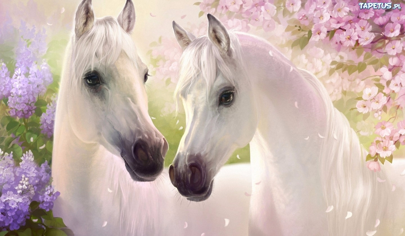 Jakim koniem jesteś?