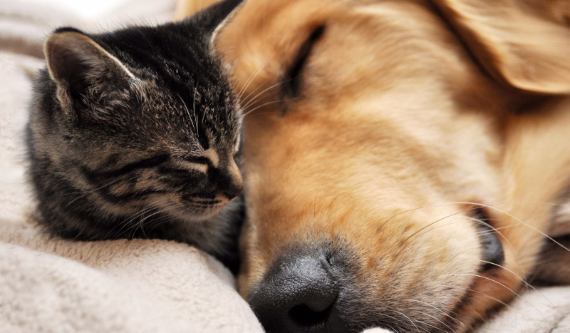 Jaka rasa psa do ciebie pasuje?