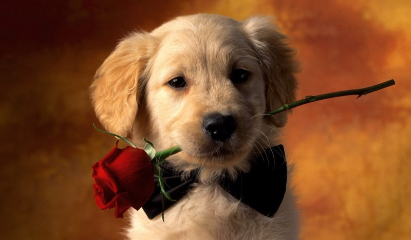 jaką rasą psa jesteś