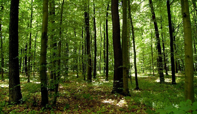 jak dobrze znasz zwierzęta lasu