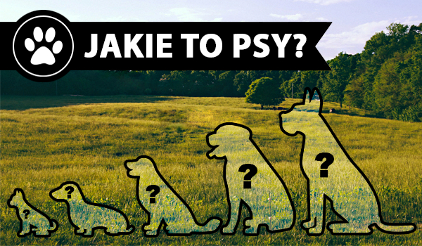 Czy rozpoznasz poszczególne rasy psów?