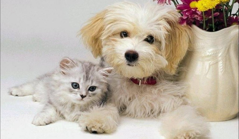 kim jesteś z narnii