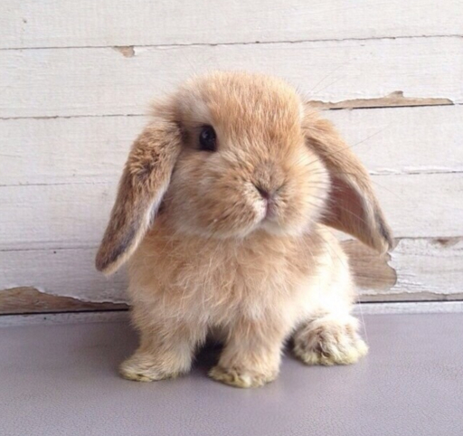 Jak dobrze znasz króliki miniaturki? | sameQuizy