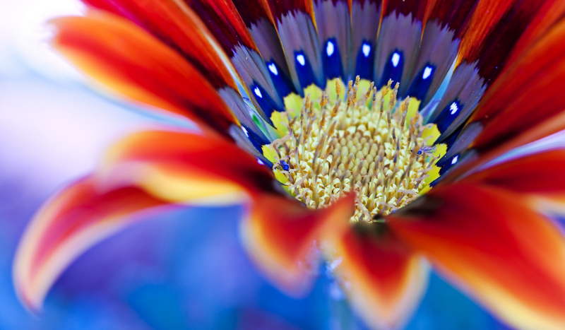 jakim ptakiem jesteś