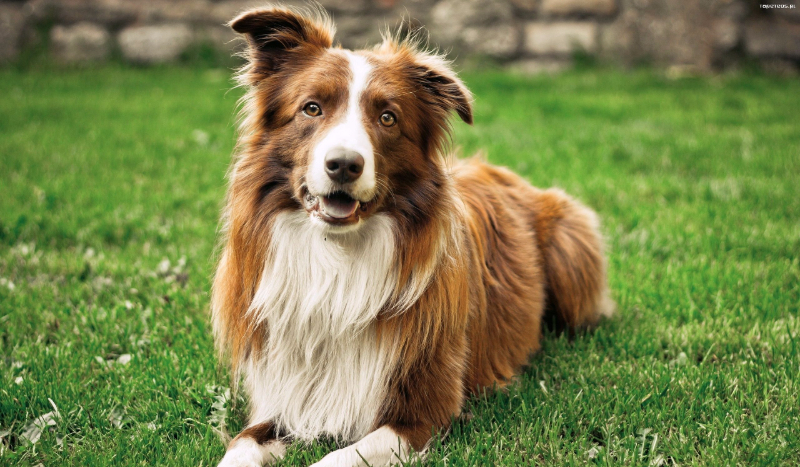 Czy twój pies Cie kocha?