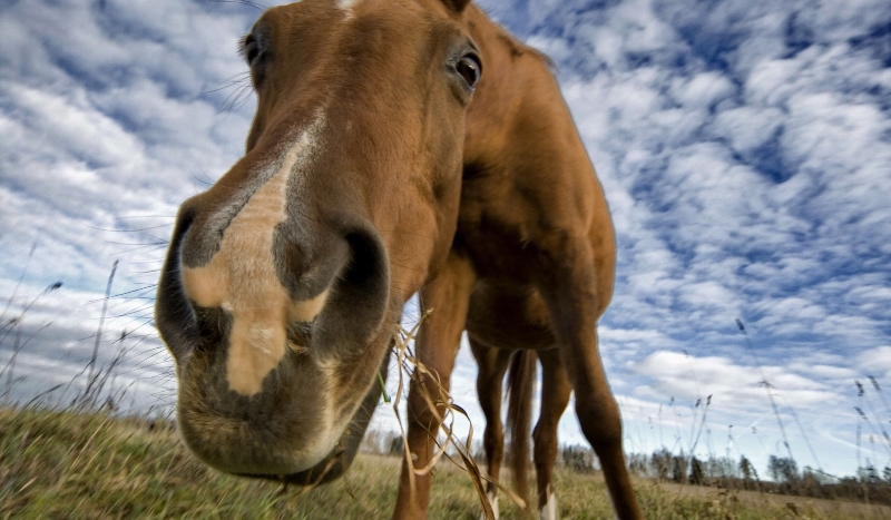 jaką rasą konia jesteś?