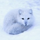 PolarnaLisiczka132132