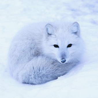 PolarnaLisiczka132132