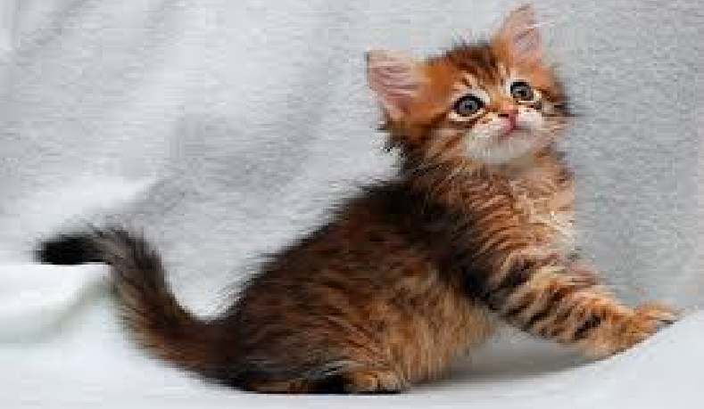 Czy rozpoznasz rasy tych kotów.