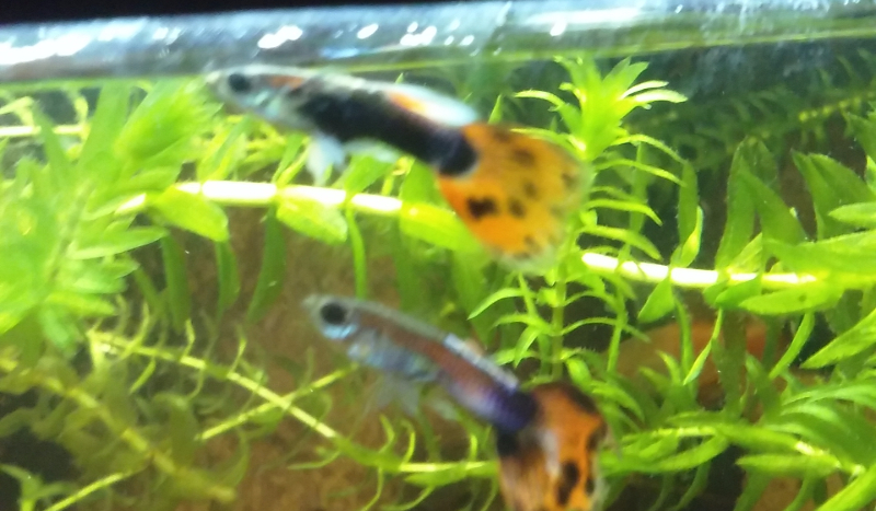 Co wiesz o pielęgnicach.