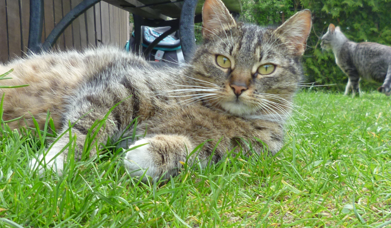 Jakim kotem podwórkowym jesteś?