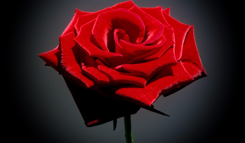 Jaką powinieneś mieć na imię?