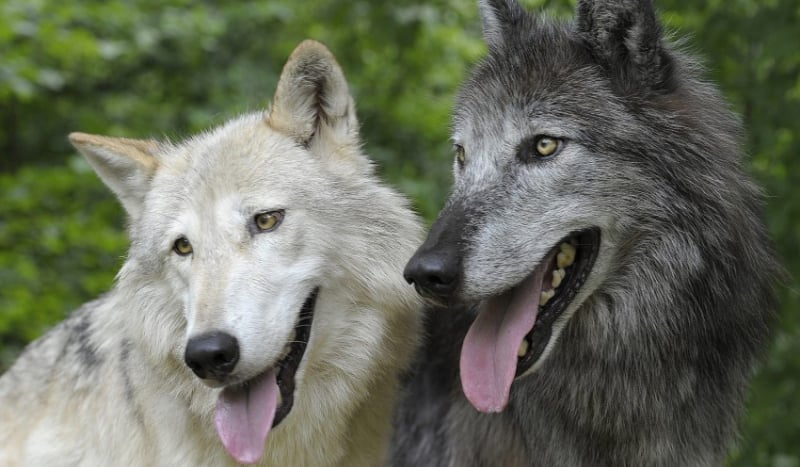 Jesteś psem czy wilkiem ?