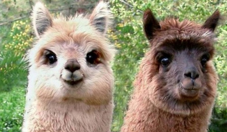 Czy rozpoznasz te zwierzaki? Część 2!