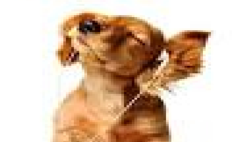 Jaką rasą psa jesteś ?