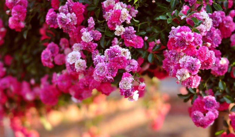 Jakim jesteś kwiatem ?