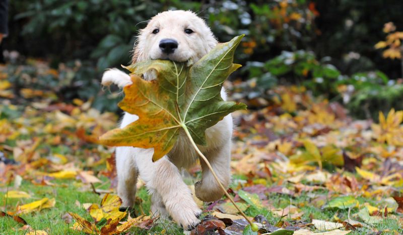 Jaką rasą psa jesteś?
