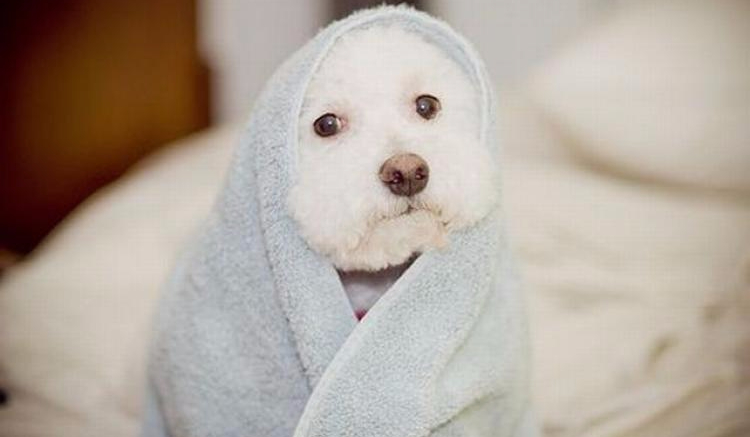 Jaka rasa psa pasuje do ciebie?