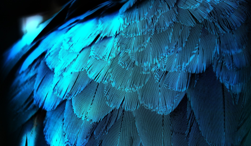 Piękne Pióra #1 początki