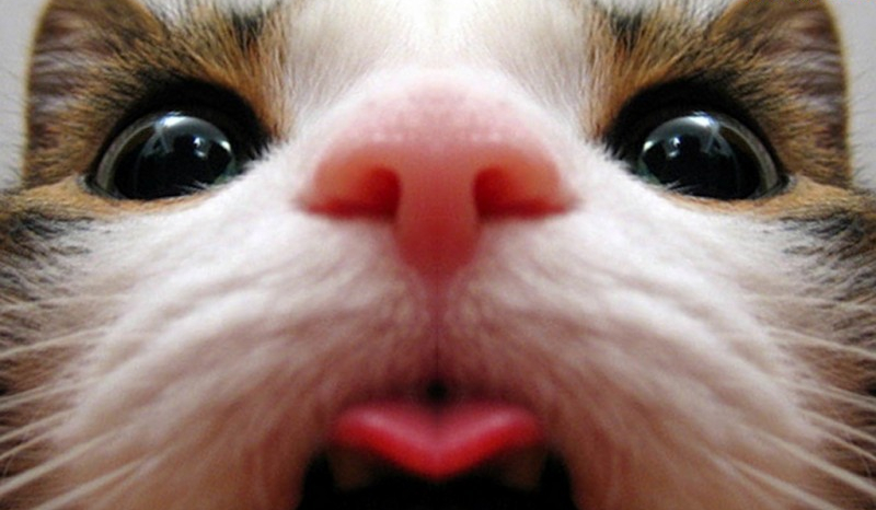 Jaka jest twoja kocia osobowość?