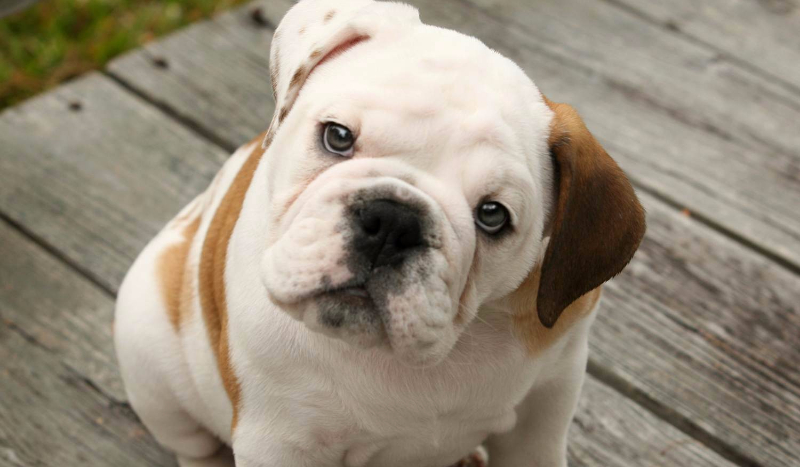 jaką rasą psa jesteś