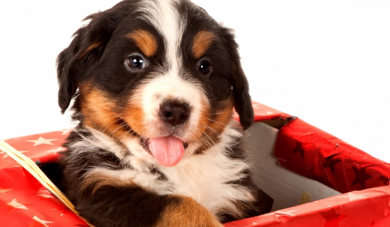 czy uda ci się wychować sczeniaka