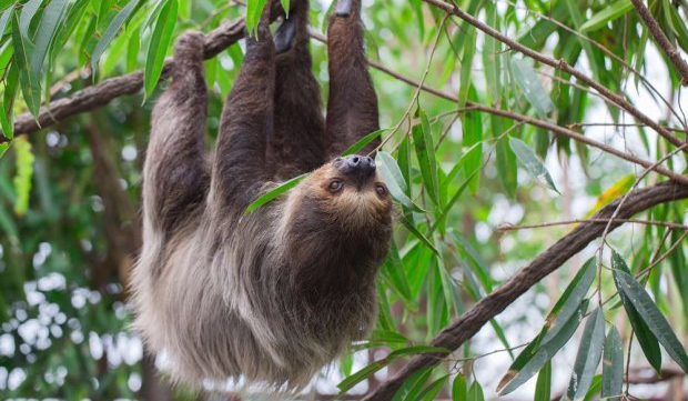 co wolisz?-zwierzęta