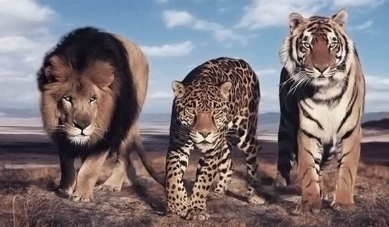 Czy odgadniesz te dzikie koty?