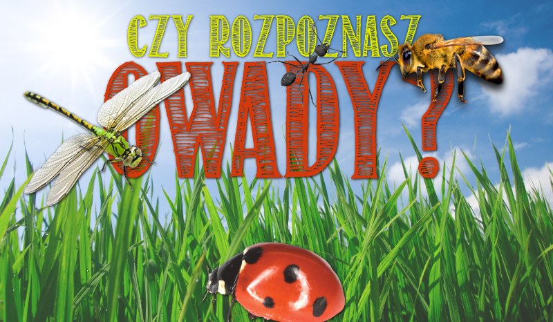 Czy rozpoznasz owady?