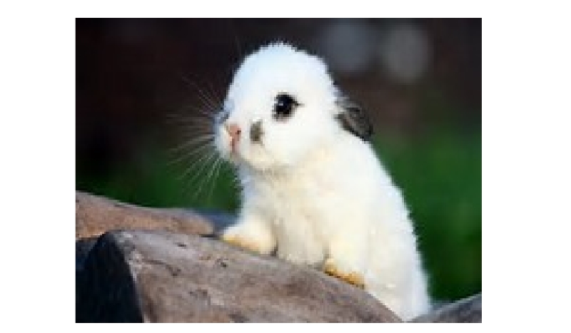 jaki królik do ciebie pasuje