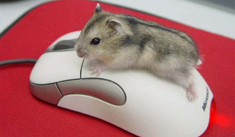 Czy rozpoznasz chomiki?