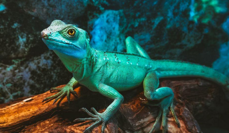 Czy odgadniesz gatunki jaszczurek?