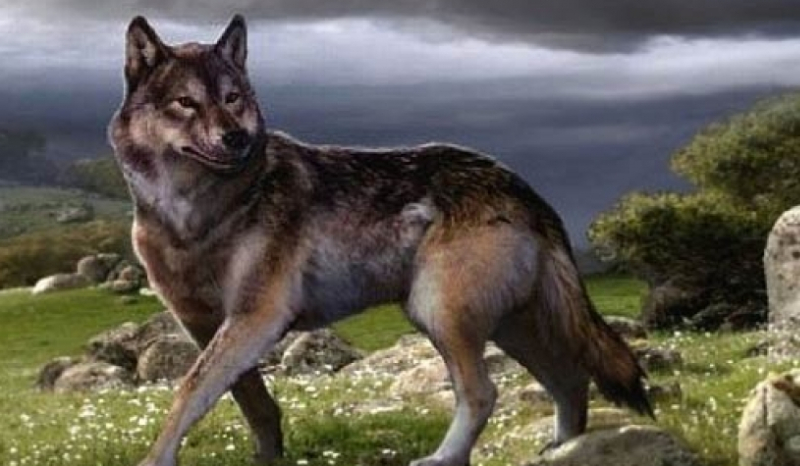 Którym jesteś zwierzakiem ?