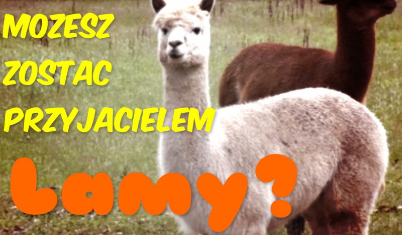 Możesz zostać przyjacielem lamy?