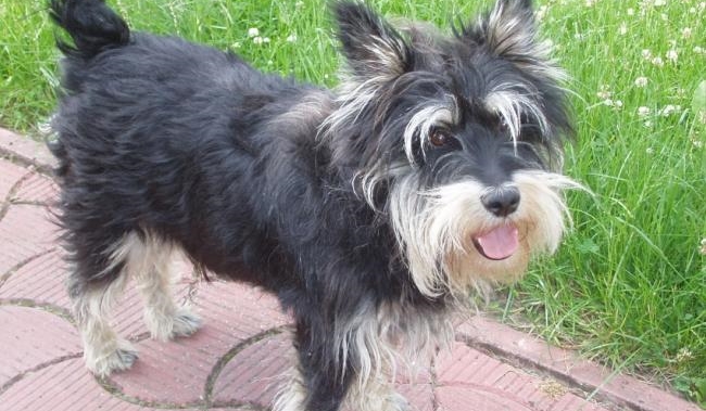 Twój wymarzony pies