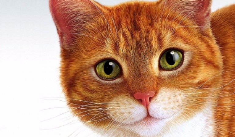 Jaki zwierzak do ciebie pasuje?