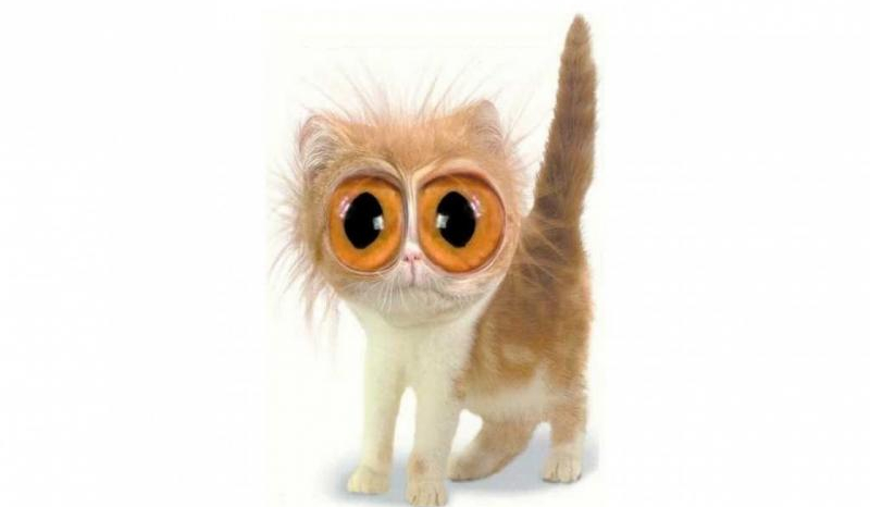 Czy jesteś strachliwy?