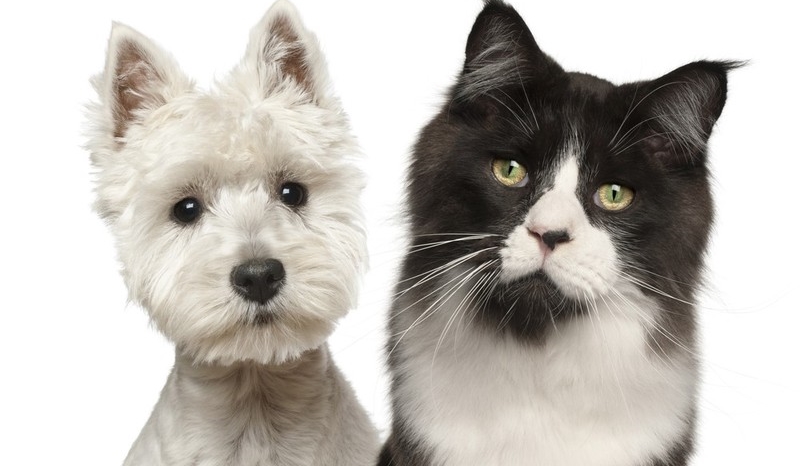 Jakie zwierze do Ciebie pasuje?