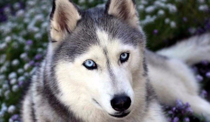 Jaka rasa psa do ciebie pasuje?