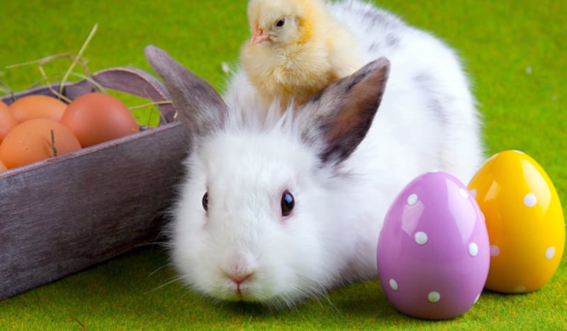 Jak bardzo kochasz wielkanoc ??